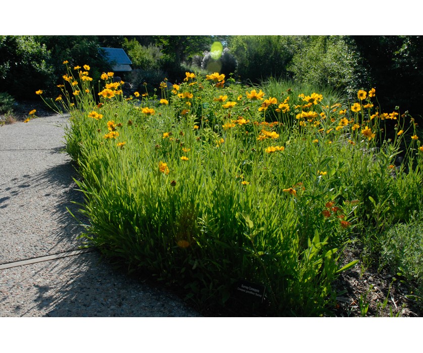 Early Sunrise Coreopsis